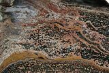 Spectacular, Polished Orbicular Ocean Jasper Slab - Madagascar #379373-1